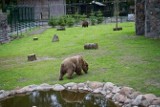 Akcent ZOO: Zmiany w trosce o zwierzęta (wideo)