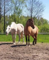 Pod opieką Krakowskiego Towarzystwa Opieki nad Zwierzętami znajdują się 32 konie. Trzy z nich potrzebują stałych wziewów