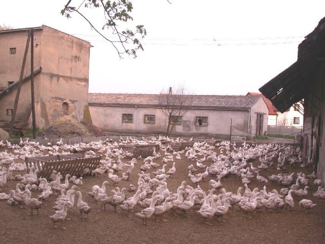 Sąsiedzi fermy w Żużeli od trzech lat walczą o ograniczenie działalności hodowcy.