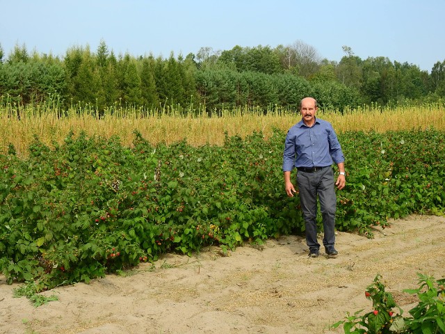Za stodołą Krzysztofa Zembrowskiego jest plantacja ekologicznych malin. To, że jest to naturalna uprawa, czuć w smaku