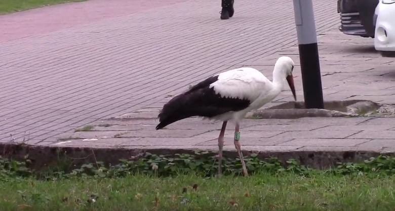 Stan zdrowia zagubionego bociana jednak nie był dobry