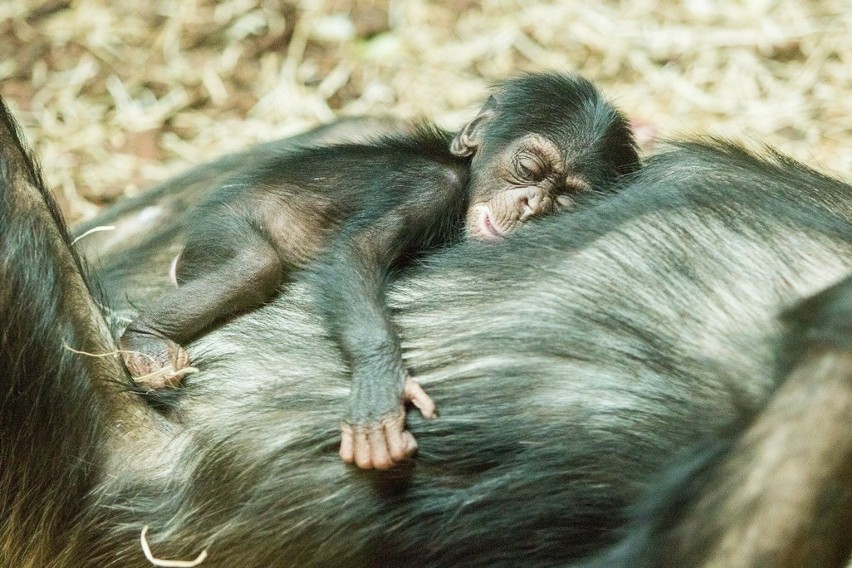 Mały szympans urodzony w zoo w Ostrawie