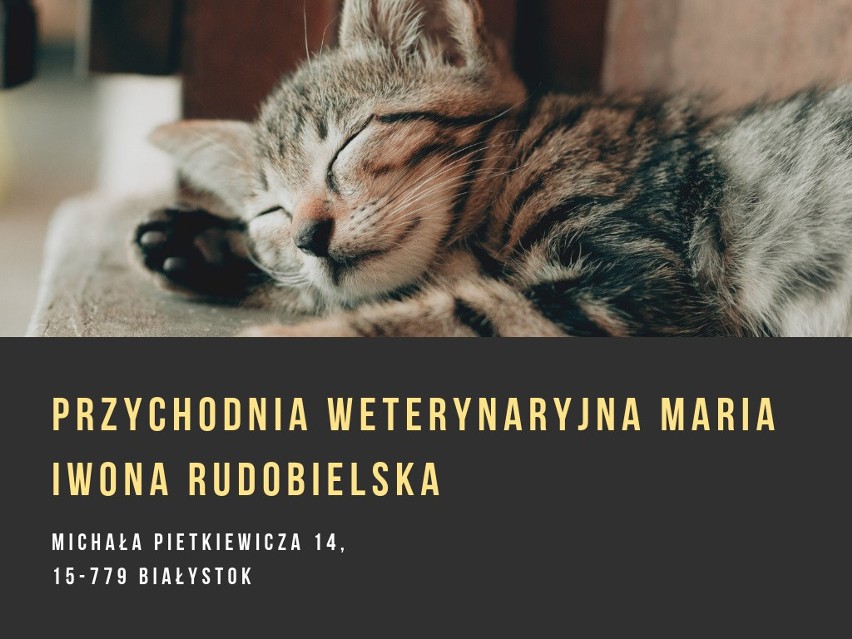 Najlepsze gabinety weterynaryjne w regionie 2019. Internauci wskazali sprawdzonych weterynarzy [10.05.2019]