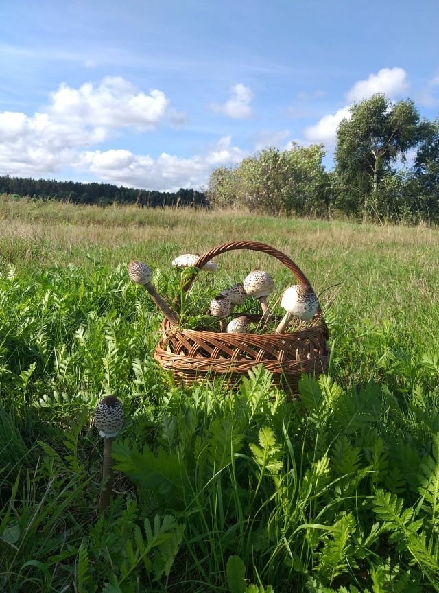 Grzyby obrodziły. To idealny czas na spacer po lesie.