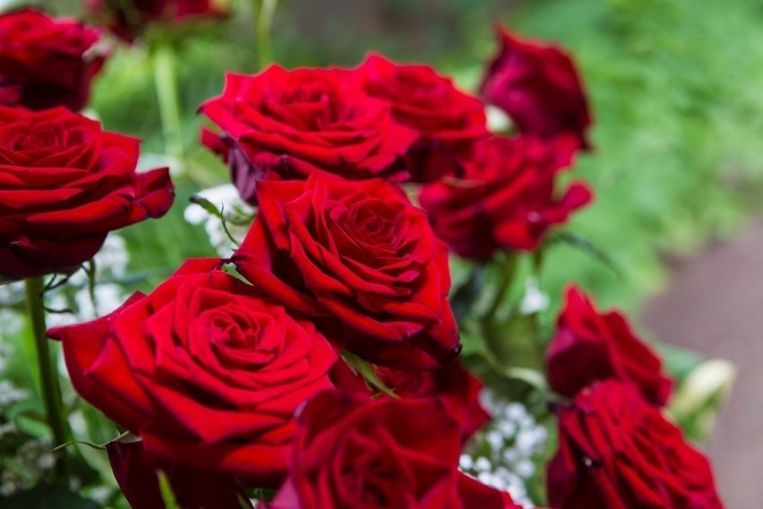 Czerwona róża króluje jako najbardziej romantyczny kwiat....