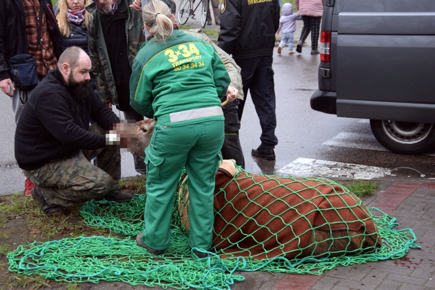 Ranny jeleń zabrany z osiedla Zachód w Stargardzie [ZDJĘCIA, WIDEO]