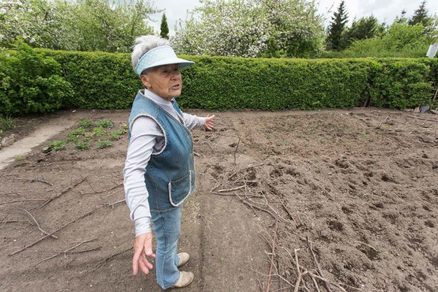 Dzik jest dziki dzik jest zły i ma... chęć na nowalijki ze słupskich działek