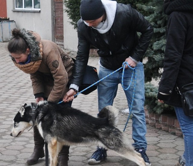 Przygarnąć psa? Owszem, ale nie na święta - radzą pracownicy schroniska. Znacznie lepiej zrobić to trochę później