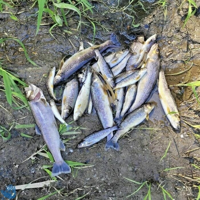 Martwe ryby zbierano na odcinku prawie 10 kilometrów