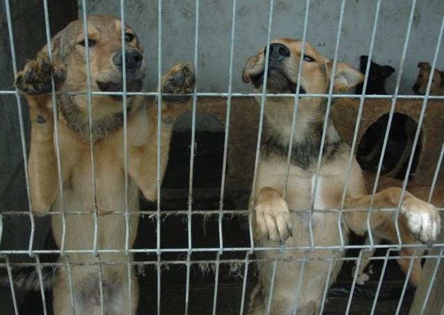 W głogowskim schronisku dla zwierząt ponad 60 psów i 40 kotów czeka na adopcje i nowych właścicieli.