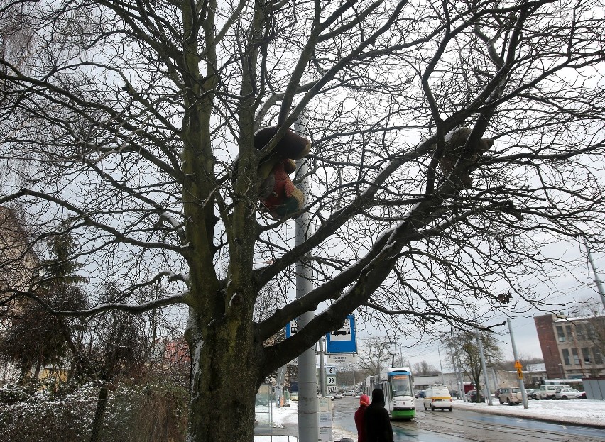 Pluszakowe drzewo na Golęcinie. Ktoś "ozdobił" gałęzie maskotkami  