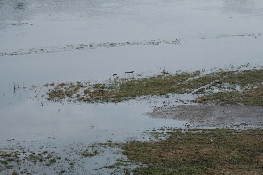 Wysoki poziom Warty i Cybiny w Poznaniu. Wartostrada zalana