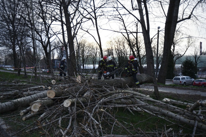 Powalone drzewo usunęli strażacy