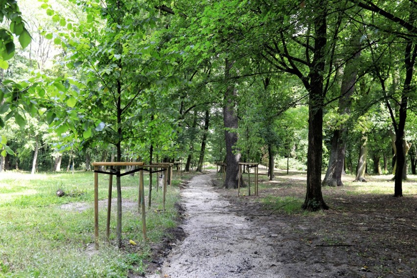 Nowy wygląd zyskuje prawie 20 hektarów Parku Tysiąclecia na...