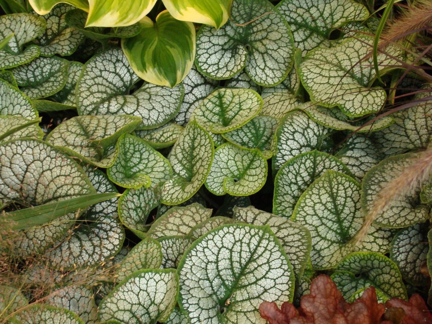 Brunnera wielkolistna (Brunnera macrophylla) jest bardzo...