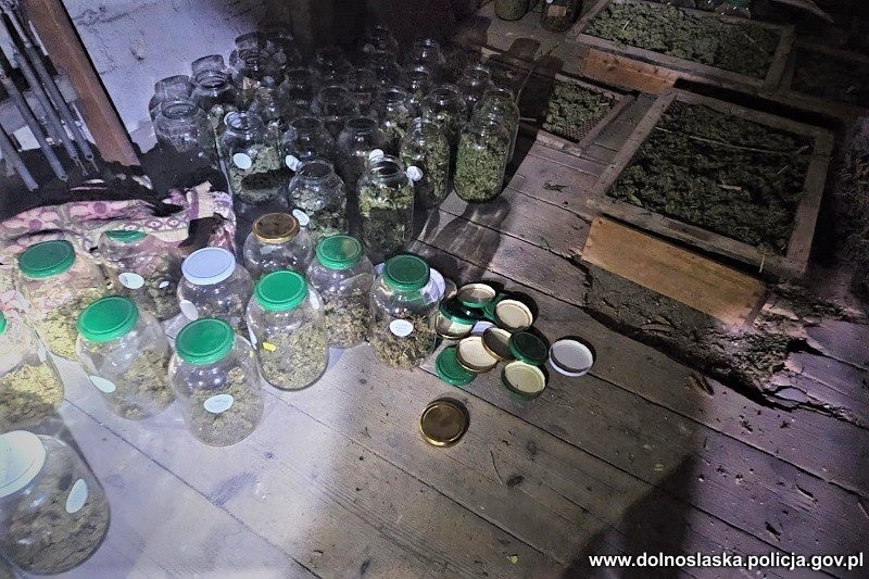 160 krzaków marihuany i 11 kg suszu. na Dolnym Śląsku