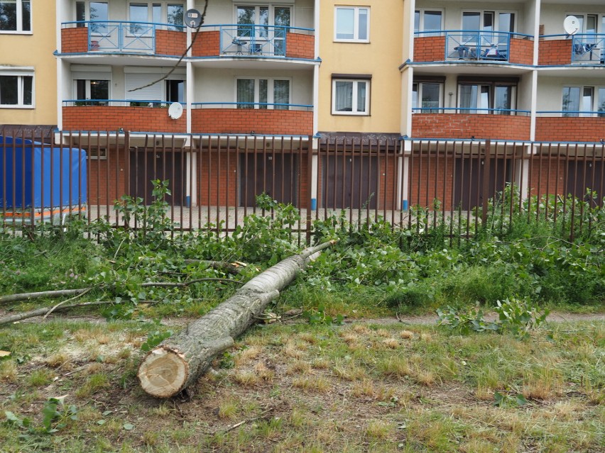 Zwalone drzewo przy ul. Zagłoby. Jednak ulewa i wichura zostawiły w Łodzi ślady