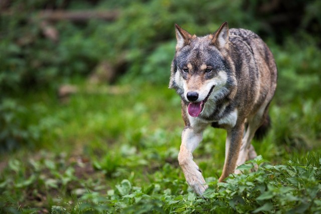 Do zastrzelenia wilka doszło na terenie Nadleśnictwa Świdwin w niedzielę, 28 listopada.