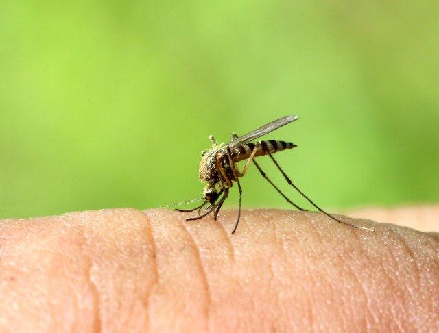 Komary znowu atakują. Czy ugryzienia są groźne?