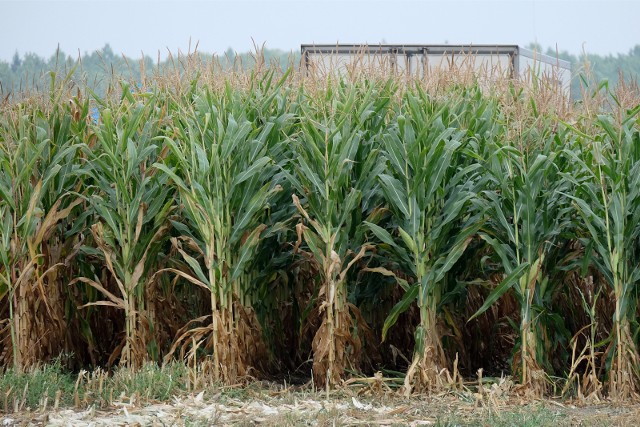 W tym roku plantacje kukurydzy zostały w bardzo dużym stopniu dotknięte suszą