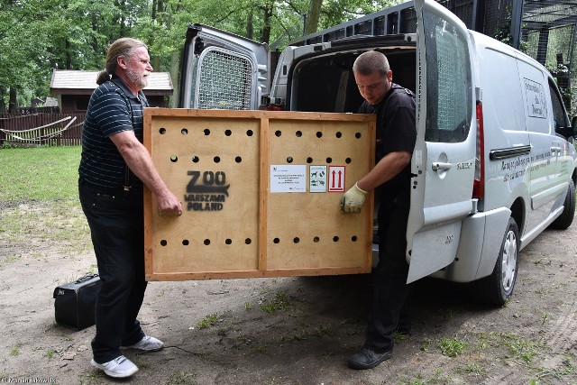 Od kilku dni Akcent ZOO w Białymstoku ma nową mieszkankę. Trafiła do nas dwuletnia samica rysia. Na razie zwierzę przyzwyczaja się do nowych warunków