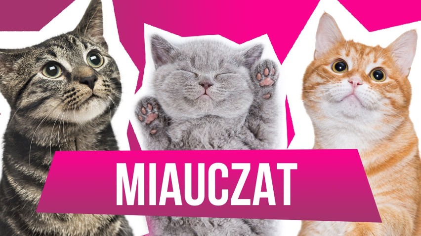 WOŚP 2019. Licytuj wizytę na planie programu "MiauCzat". Wspieramy Wielką Orkiestrę Świątecznej Pomocy!
