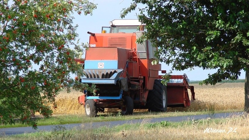 Żniwa w pełni. Rolnicy mają ręce pełne roboty - jedni...