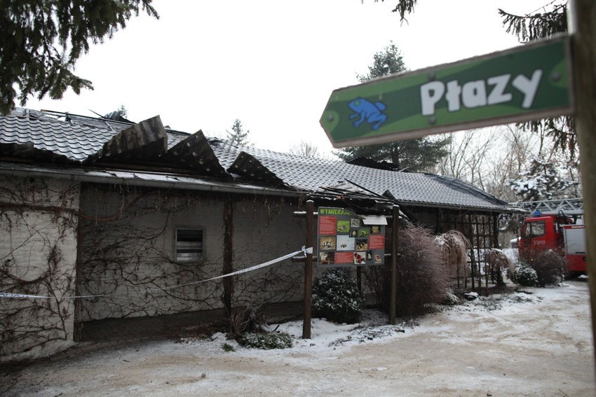 W opolskim ogrodzie zoologicznym spłonął pawilon z płazami....