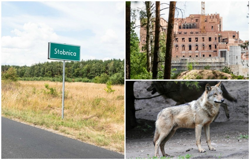 Zamek w Stobnicy: Sprawie usypiania wilków w Stacji Doświadczalnej przyjrzy się Uniwersytet Przyrodniczy w Poznaniu