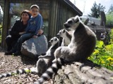 Wyspa lemurów otwarta w opolskim zoo