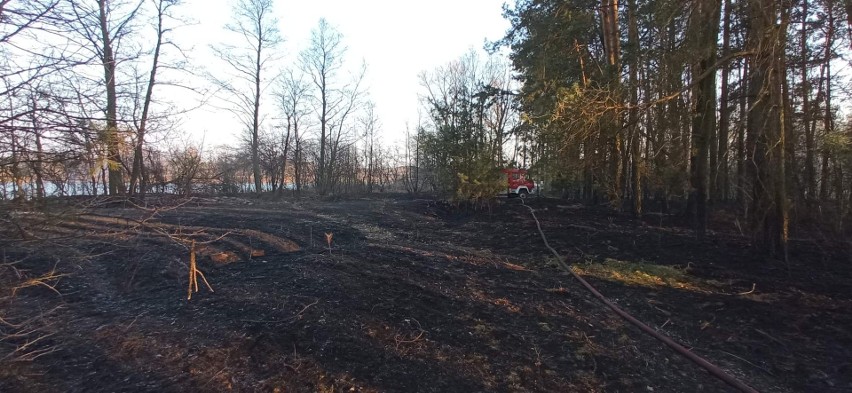 Powiat ostrołęcki. Pożary traw i lasów. Sytuacja jest bardzo poważna. Strażacy mają mnóstwo pracy. 23.03.2022. Zdjęcia