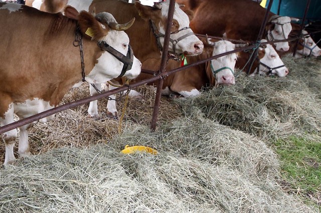 Weterynarze uspokajają, że mięso chorych krów nie trafiło na Podkarpacie.