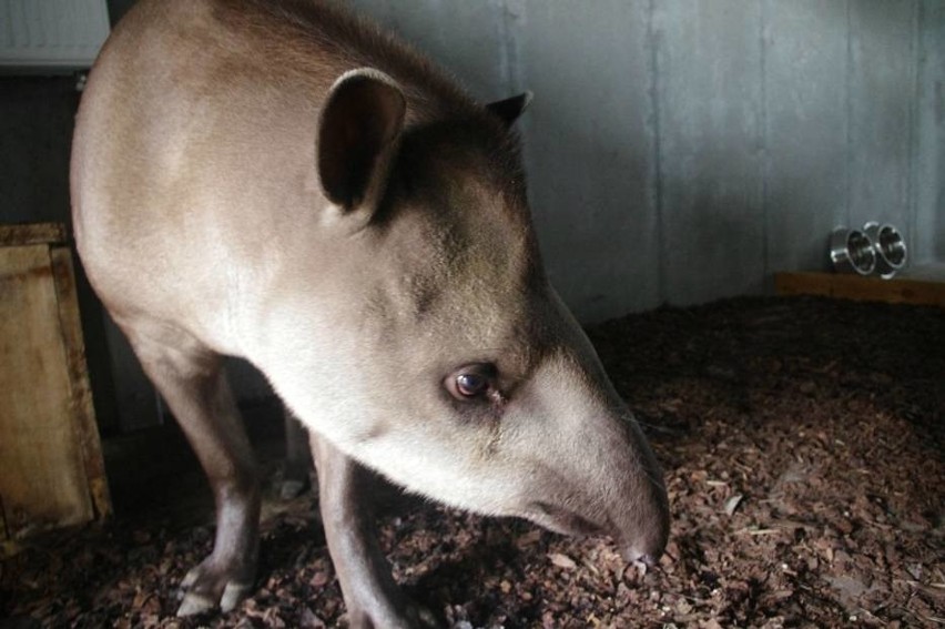Zoo w Zamościu ma nową lokatorkę. To samica tapira