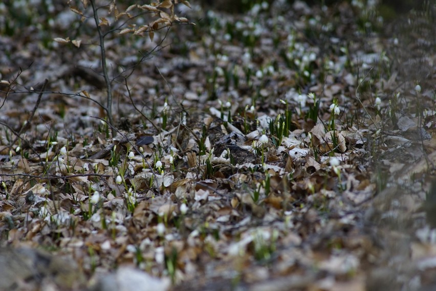 Jak co roku, wczesną wiosną Rezerwat Śnieżycowy Jar zamienia...