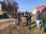 Pokazowe przycinanie winorośli w Opatowie. Miejska winniczka jest gotowa na wiosnę