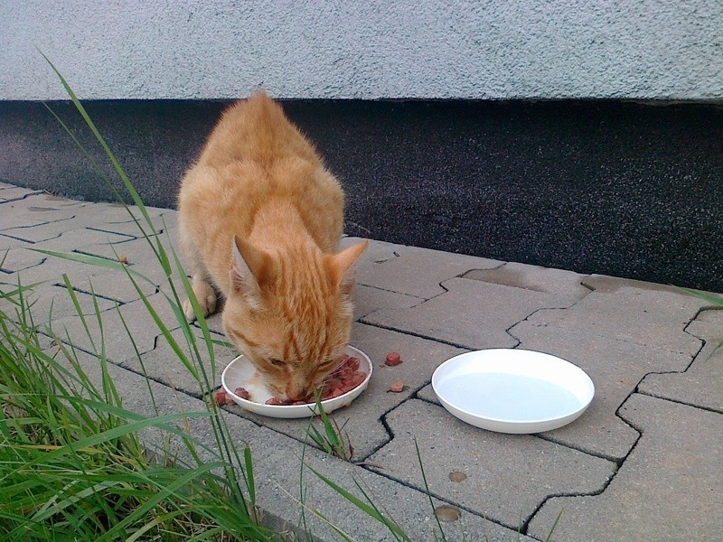 Kot dosłownie rzucił się na jedzenie, taki był głodny.