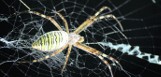 W długiej, pajęczej sieci tygrzyka. 720 gatunków pająków w Polsce