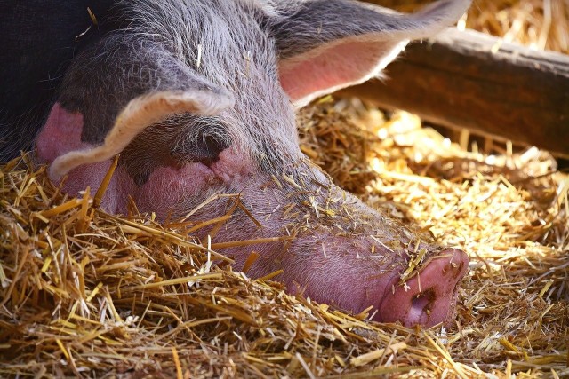 Od połowy lutego 2021 notowania cen świń z terenu województwa kujawsko-pomorskiego wykazują powolny wzrost.