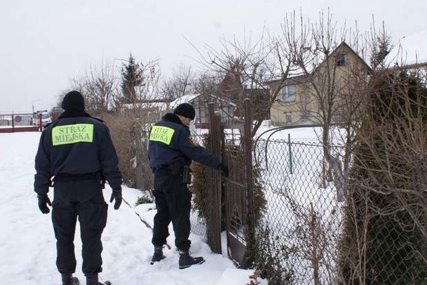 W okresie zimowym, kiedy działki nie są odwiedzane przez ich właścicieli, często dochodzi do włamań. Ogrody działkowe patrolują m.in. strażnicy miejscy.