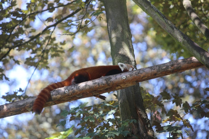 Pandy małe (czerwone) ze śląskiego zoo