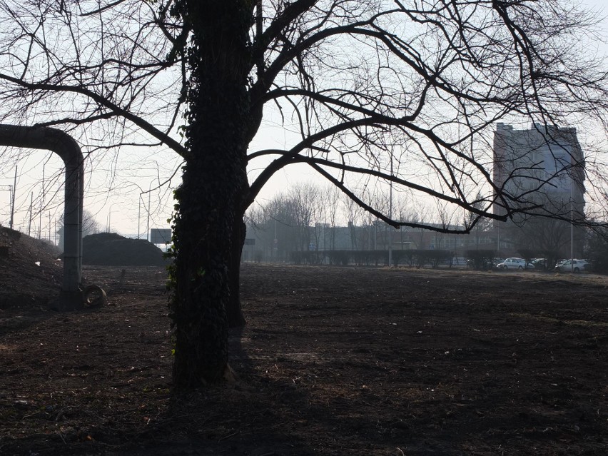 Opole Wschodnie. Wycięto ponad 1200 drzew.