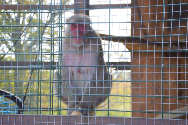 W tym mini ZOO przy stacji benzynowej w Lubsku można zobaczyć m.in. papugi, wiewiórki, pawie, bażanty, a nawet kangury i małpy