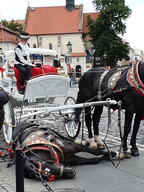 Kraków. Obrońcy zwierząt zwracają się do prokuratury po kolejnym upadku konia pod Wawelem