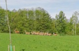 Chmara jeleni przebiega przez drogę koło Szczecinka
