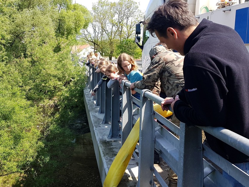 Łosoś i Troć wędrowna, król i królowa Bałtyku, szlachetne...