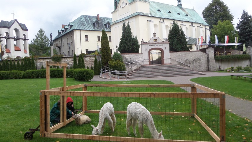Alpaki w sanktuarium w Leśniowie. Juromania 2022