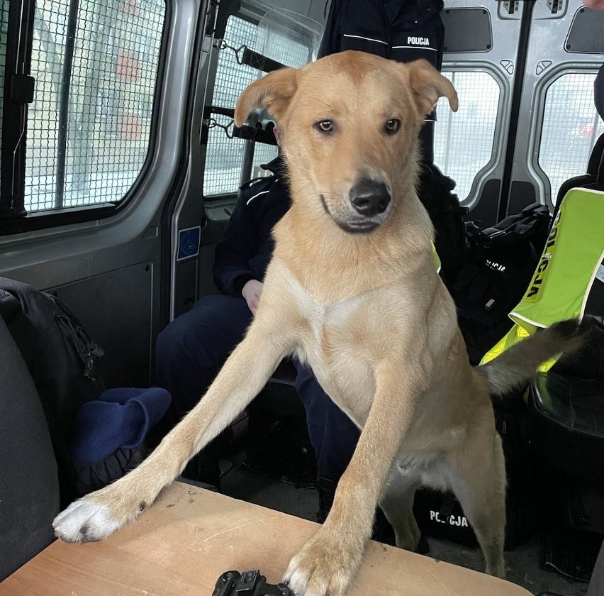 Policjanci z Katowic uratowali wyziębionego psa. Zwierzak...