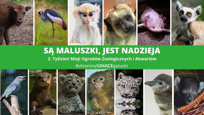 II TyDzień Misji Ogrodów Zoologicznych i Akwariów - "Są...