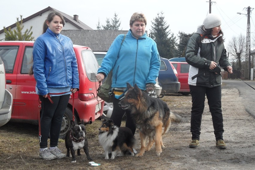 Dogtrekking spacer z psami Jaworzno