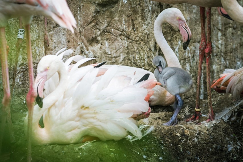 Stado opolskich flamingów liczy już ponad pół setki. Właśnie przybyło 9 puchatych maluchów